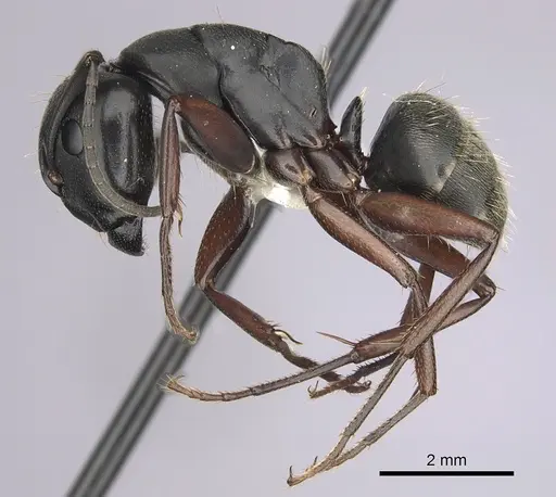 Camponotus modoc - CASENT0280016
