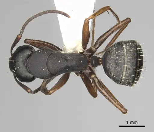 Camponotus modoc - CASENT0280017