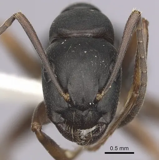 Camponotus modoc - CASENT0280017