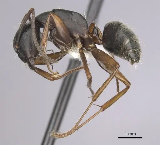 Camponotus modoc - CASENT0280017