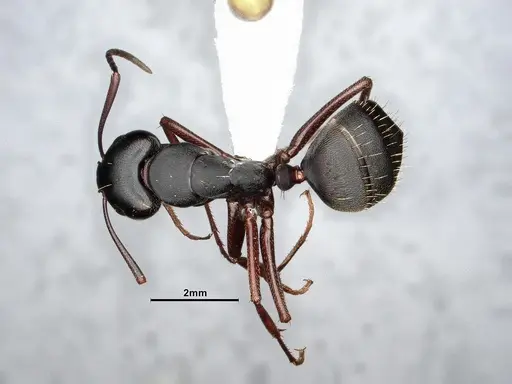 Camponotus modoc - CASENT0761079