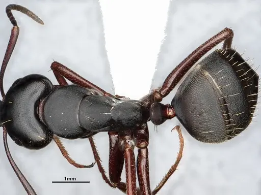 Camponotus modoc - CASENT0761079