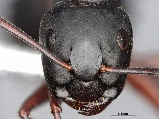 Camponotus modoc - CASENT0761079