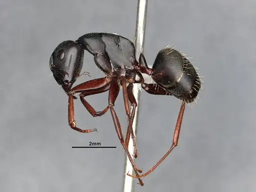 Camponotus modoc - CASENT0761079