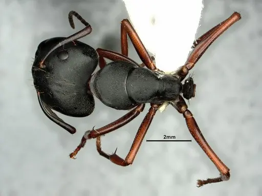 Camponotus modoc - CASENT0883447