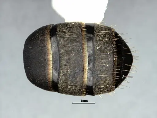 Camponotus modoc - CASENT0883447