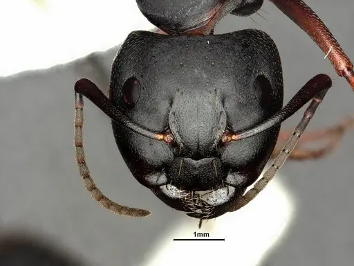 Camponotus modoc - CASENT0883447