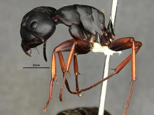 Camponotus modoc - CASENT0883447