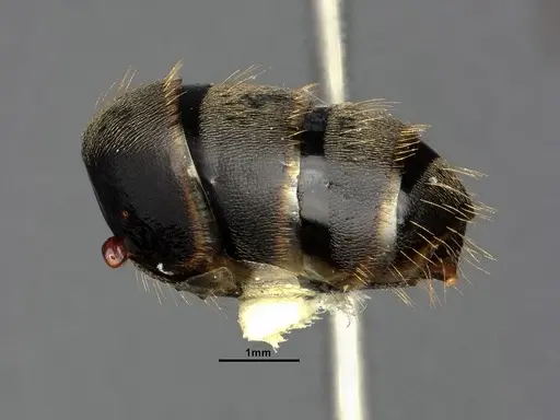 Camponotus modoc - CASENT0883447