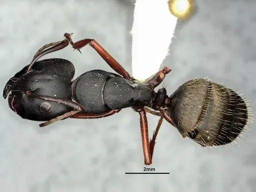 Camponotus modoc - CASENT0883448