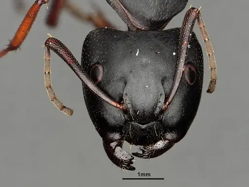 Camponotus modoc - CASENT0883448