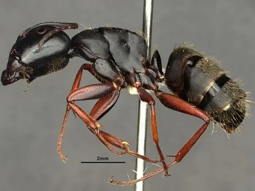 Camponotus modoc - CASENT0883448