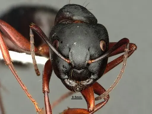 Camponotus modoc - CASENT0884101