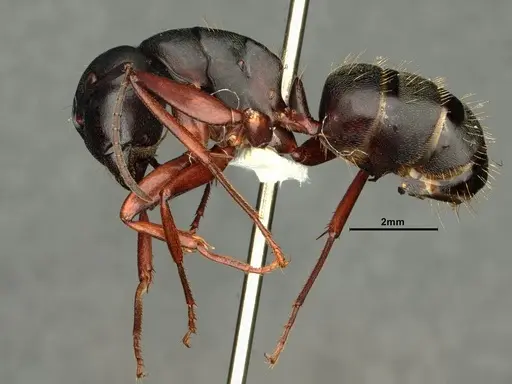 Camponotus modoc - CASENT0884101