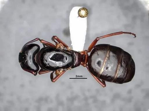 Camponotus modoc - CASENT0884433