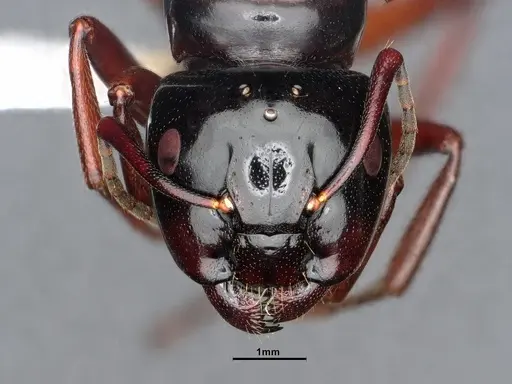 Camponotus modoc - CASENT0884433