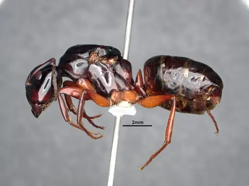 Camponotus modoc - CASENT0884433