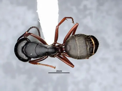 Camponotus modoc - CASENT0884435