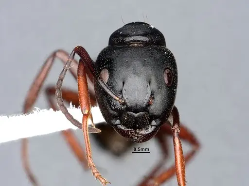 Camponotus modoc - CASENT0884435