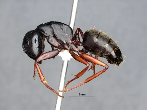 Camponotus modoc - CASENT0884435