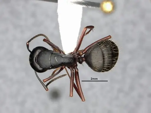 Camponotus modoc - CASENT0885525