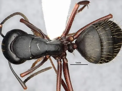 Camponotus modoc - CASENT0885525