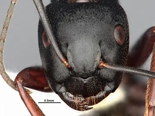 Camponotus modoc - CASENT0885525