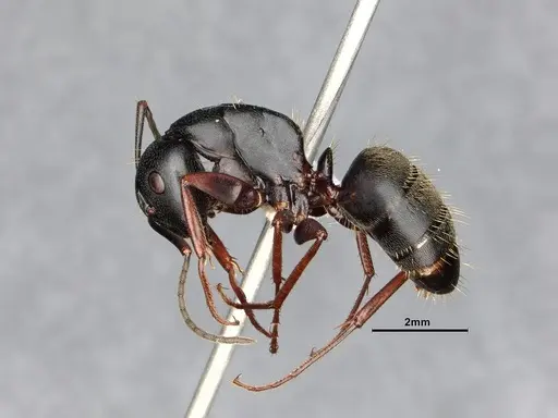 Camponotus modoc - CASENT0885525