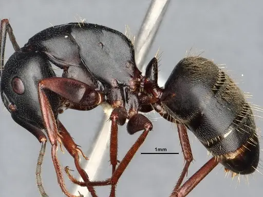 Camponotus modoc - CASENT0885525