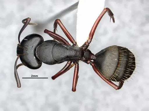 Camponotus modoc - CASENT0885526