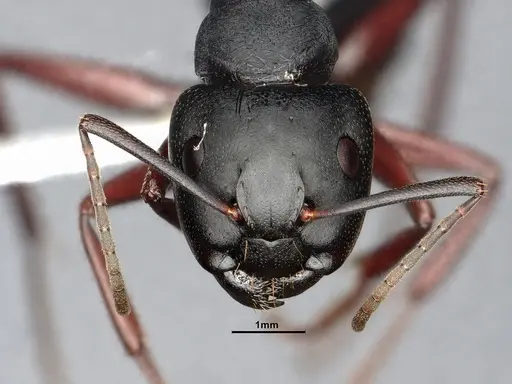 Camponotus modoc - CASENT0885526