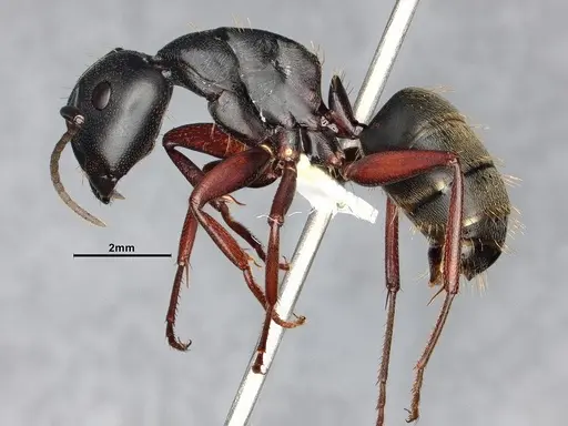 Camponotus modoc - CASENT0885526