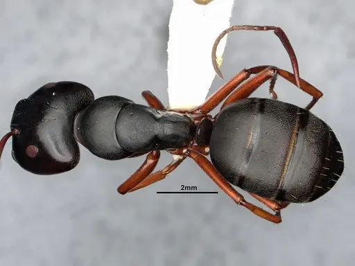 Camponotus modoc - CASENT0886657