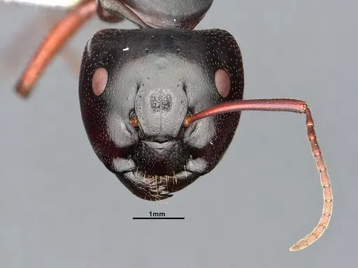 Camponotus modoc - CASENT0886657