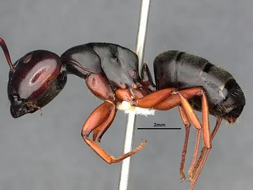 Camponotus modoc - CASENT0886657