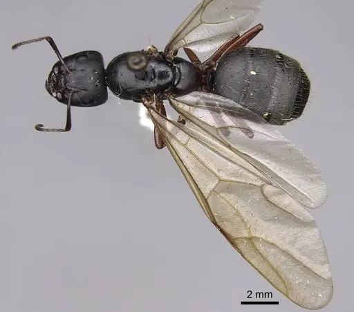 Camponotus modoc - CASENT0923030