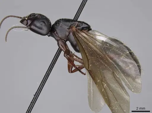 Camponotus modoc - CASENT0923030