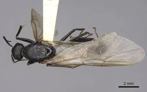 Camponotus modoc - CASENT0923031