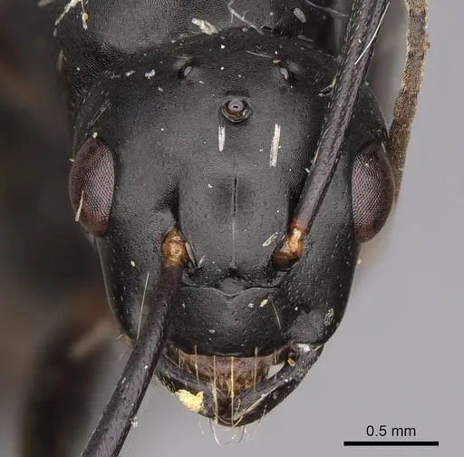 Camponotus modoc - CASENT0923031
