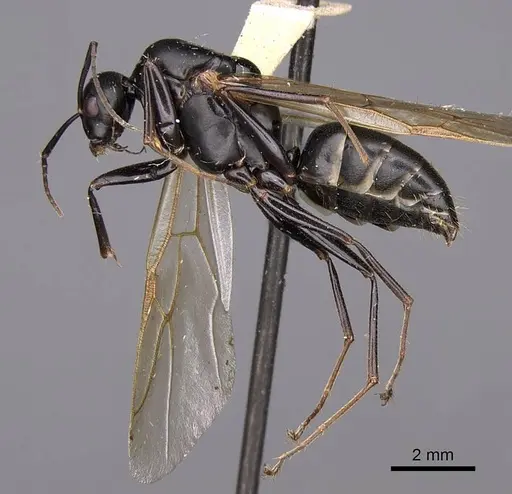 Camponotus modoc - CASENT0923031