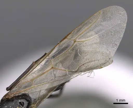 Camponotus modoc - CASENT0923031