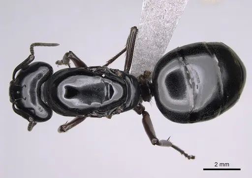 Camponotus modoc - CASENT0923393