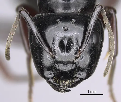 Camponotus modoc - CASENT0923393