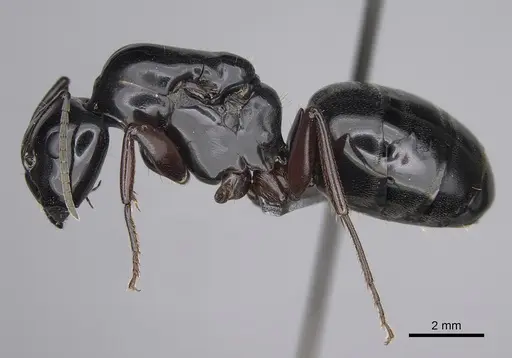 Camponotus modoc - CASENT0923393