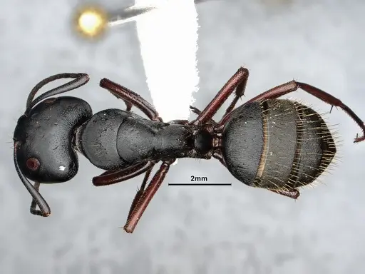 Camponotus modoc - CASENT4031322