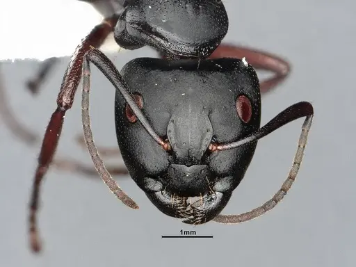 Camponotus modoc - CASENT4031322