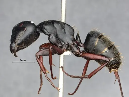 Camponotus modoc - CASENT4031322