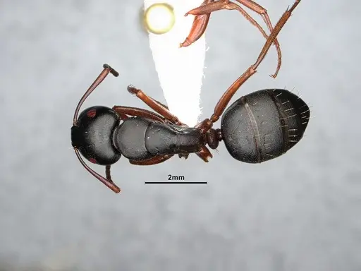 Camponotus modoc - CASENT4031342