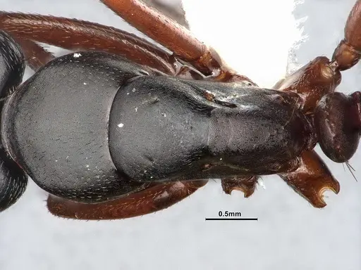 Camponotus modoc - CASENT4031342