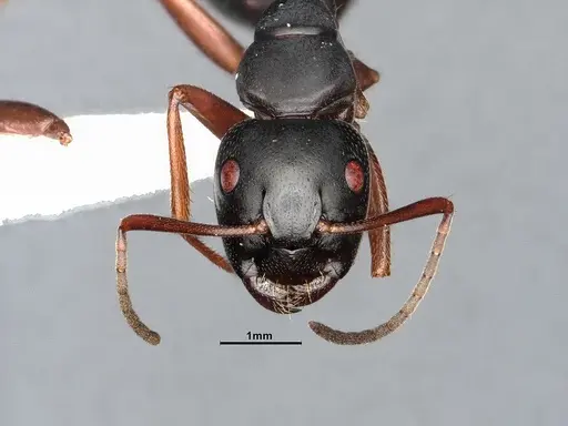 Camponotus modoc - CASENT4031342